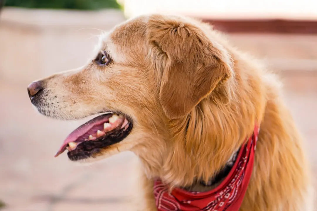 Comfortable-Solutions-for-Dog-Poop-Bag-Disposal Talis Us
