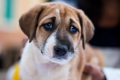 Discover-Rawhide-Options-Are-They-Safe-for-Puppies Talis Us