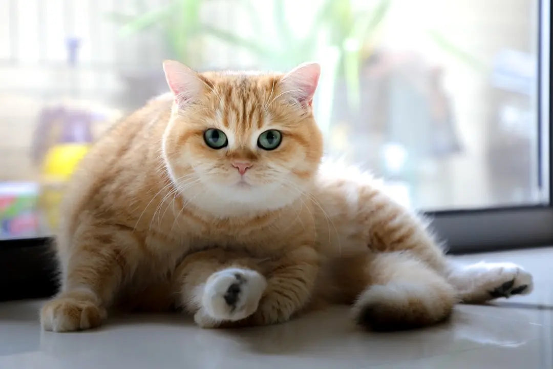 Boost-Feline-Fitness-With-Cat-Laser-Toy-Benefits Talis Us