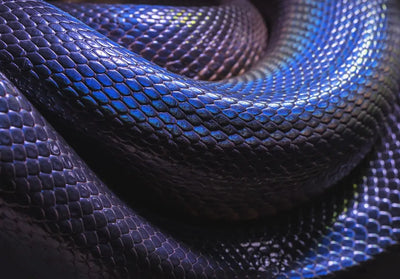 Benefits-of-Using-a-Snake-Heat-Lamp Talis Us