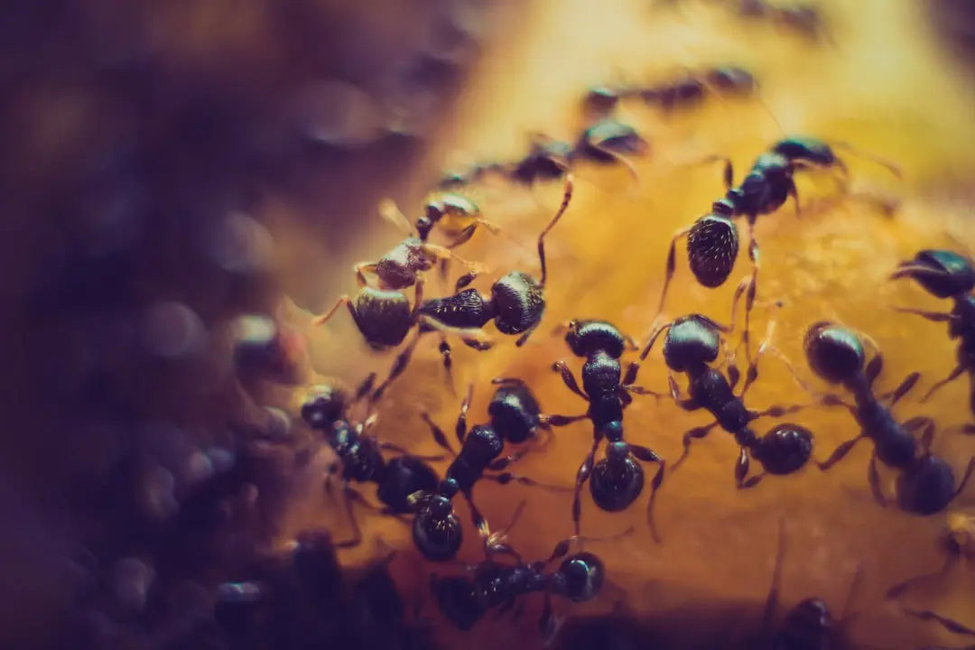 Essential-Tips-for-Ant-Cube-Maintenance Talis Us