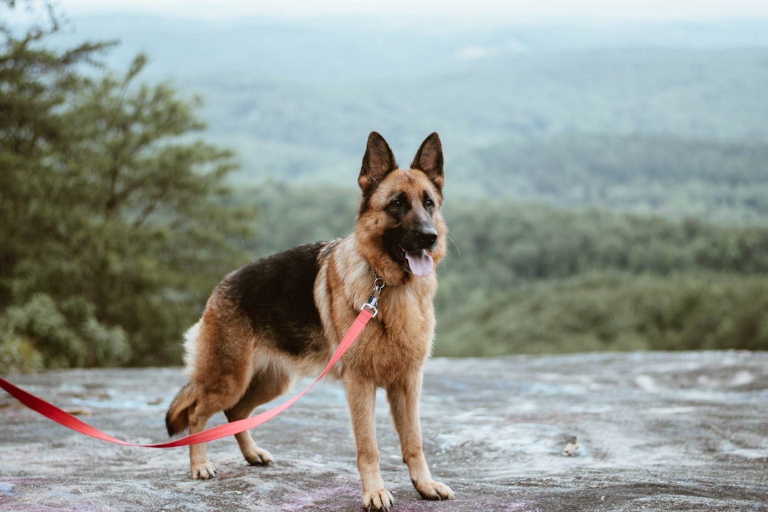 Why Choose Freeze-Dried Dog Food from Talis Us