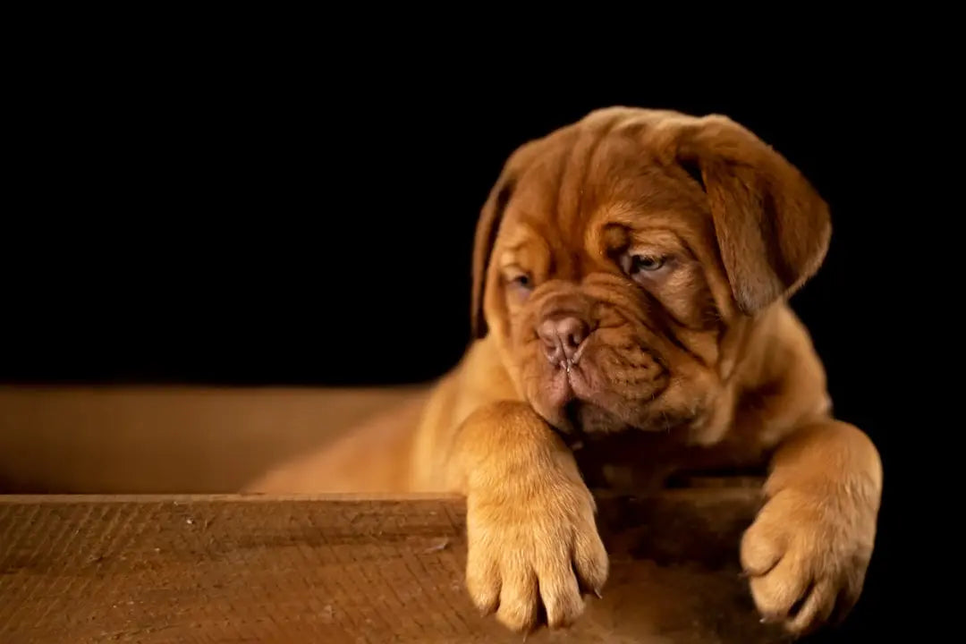 Wet-Dog-Food-Nutritional-Value-Explained-for-Better-Health Talis Us