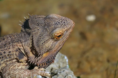 Understanding-Bearded-Dragon-Brumation-Behavior Talis Us