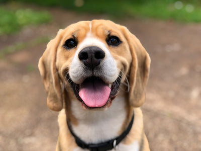 Understanding Limited Ingredient Diets for Pets