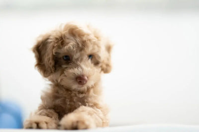 Top-Dog-Food-for-Allergies-Expert-Picks-for-Healthier-Pets Talis Us