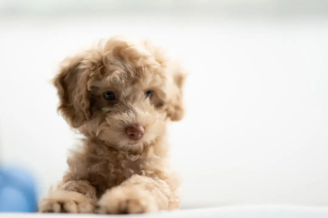 Is-Brown-Rice-Safe-for-Dogs Talis Us