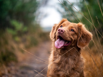 Choosing the Perfect Dog Sweater for Winter