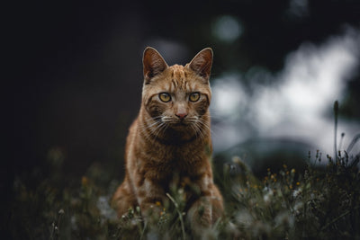 Understanding the Unique Traits of Savannah Cats
