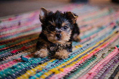 Is freeze dried dog food safe