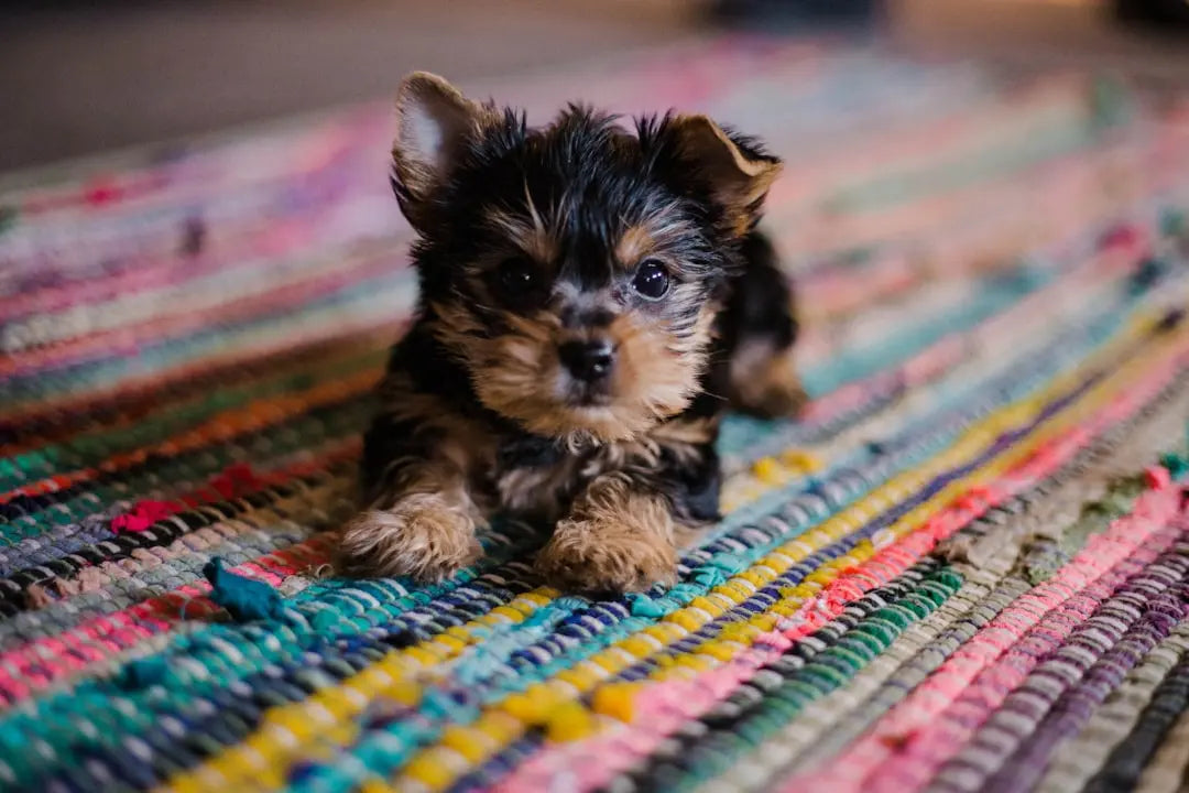 Choosing-the-Best-Dog-Food-for-Diabetic-Dogs Talis Us