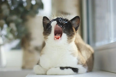 Understanding-Cat-Coughing-Causes-and-Solutions Talis Us