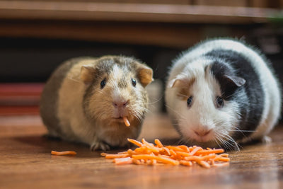 Choosing the Perfect Cage for Guinea Pigs