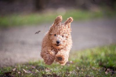 Top 10 Pet Food Brands of 2023