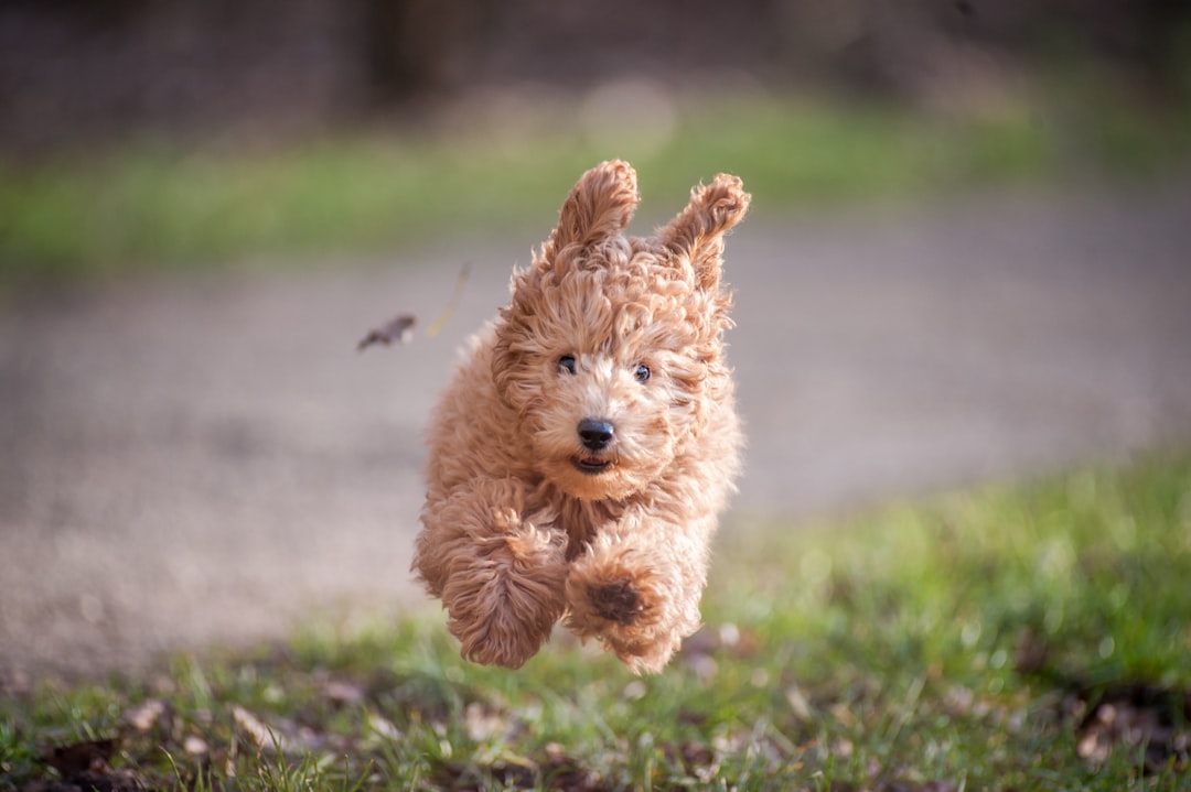 Top 10 Pet Food Brands of 2023