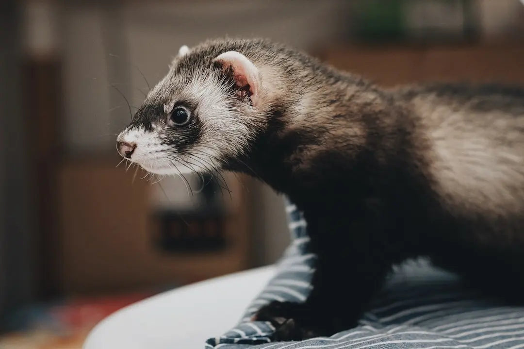 Understanding-Ferrets-Allergies-and-Management-Tips Talis Us