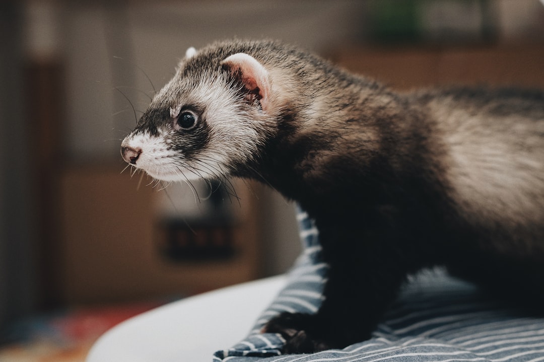 Essential Guide to Ferret Care: Tips for Happy and Healthy Ferrets