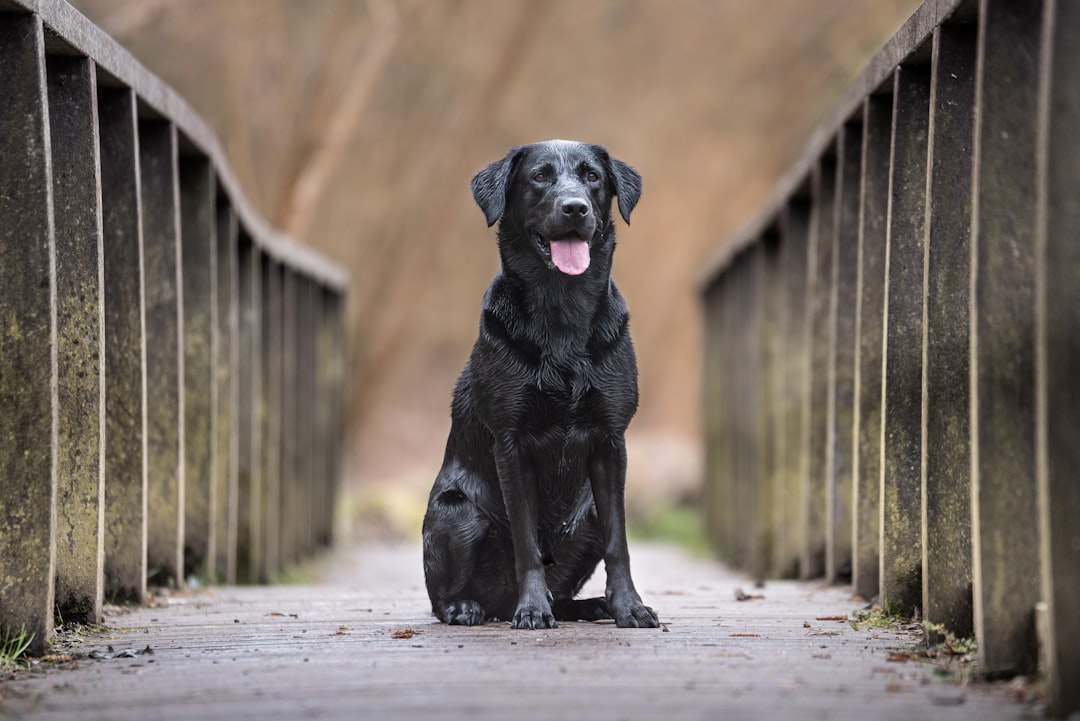 AvoDerm Allergy-Friendly Dog Food: Is It Right for Your Pet?