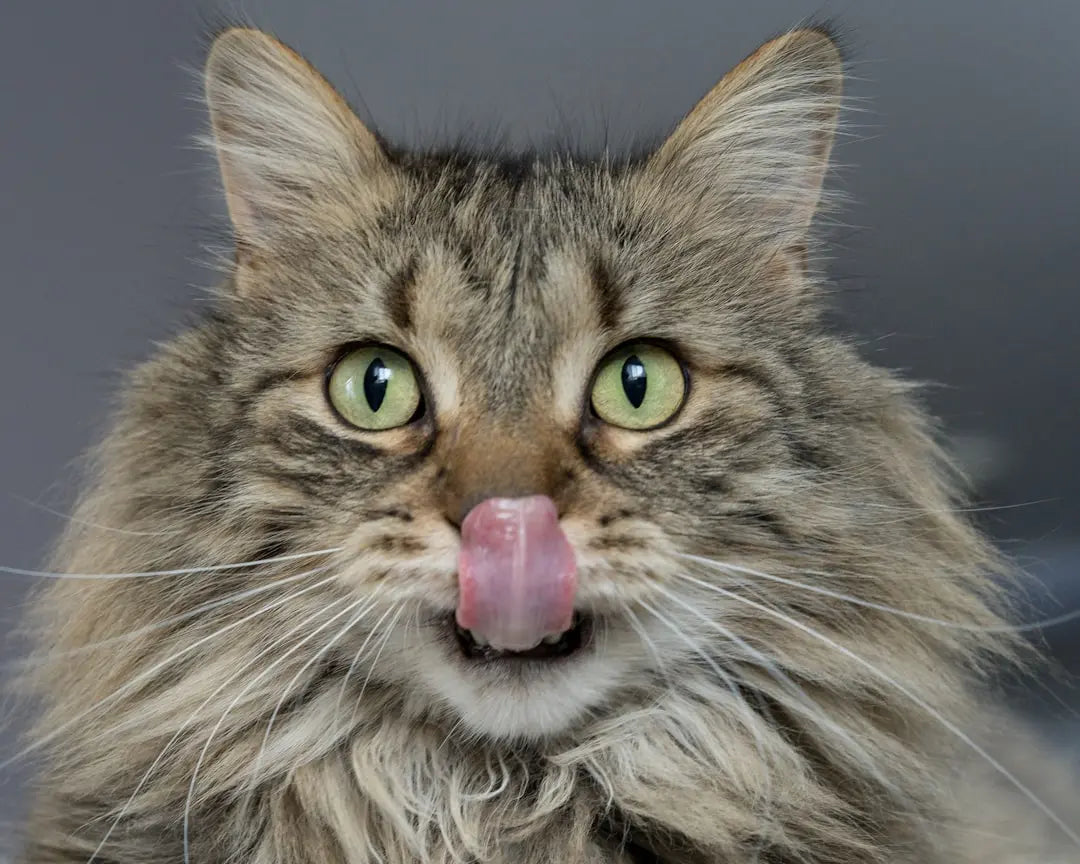 Easy-Healthy-Homemade-Cat-Treat-Recipes-for-Happy-Cats Talis Us