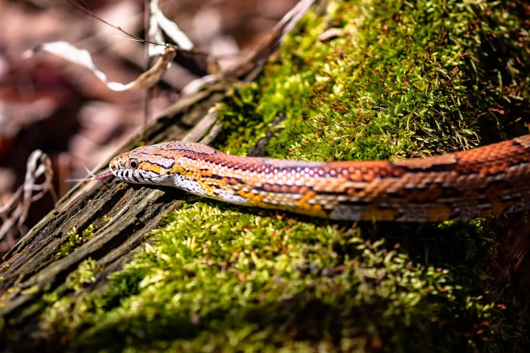Optimal-Basking-Temperatures-for-Corn-Snakes Talis Us