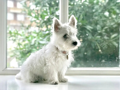 Choosing-Quality-Salmon-Oil-for-Dogs-What-to-Look-For Talis Us