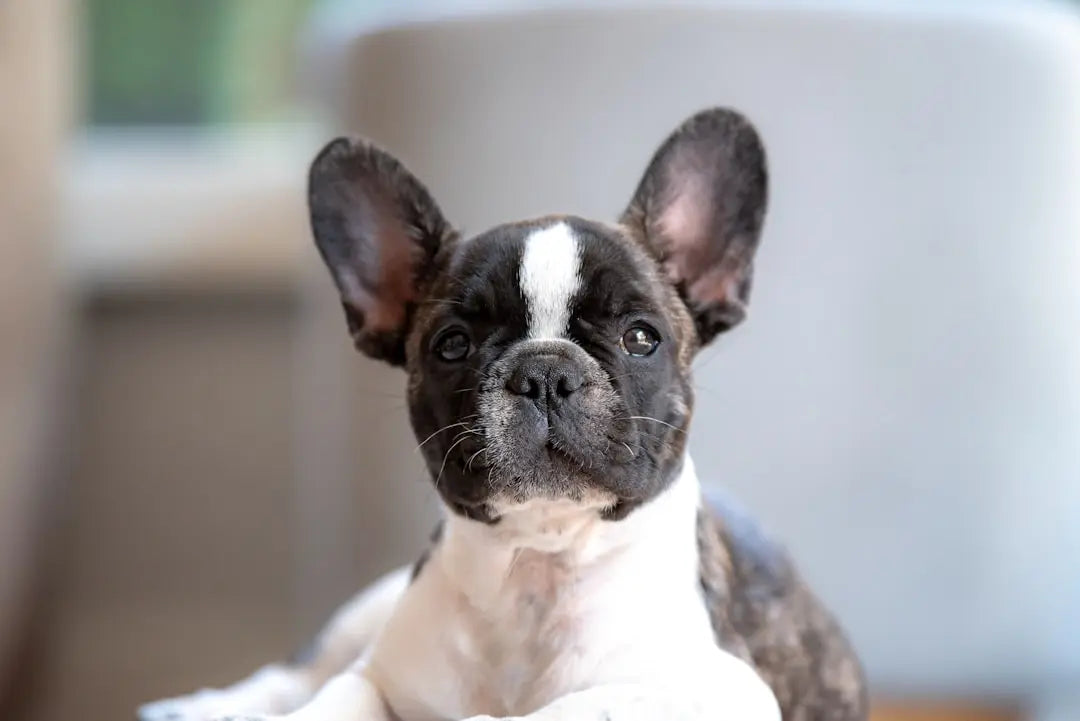Discover-Unique-Finds-at-Talis-US-Pet-Store Talis Us