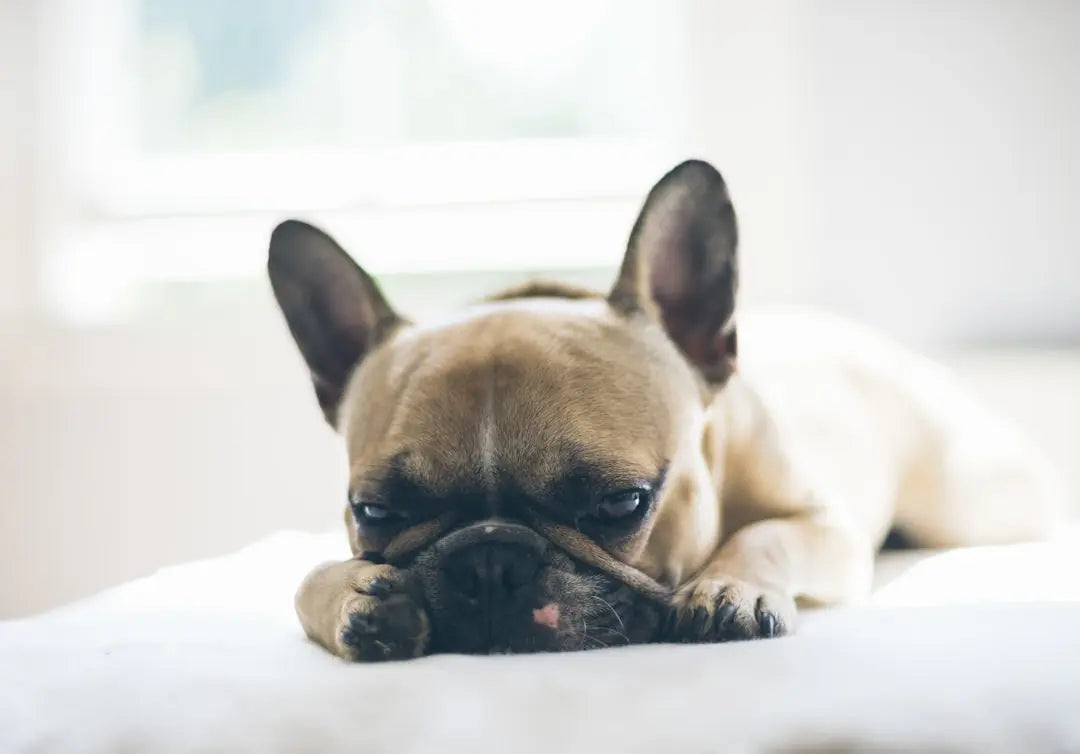 Top-10-Hypoallergenic-Quiet-Dog-Breeds Talis Us
