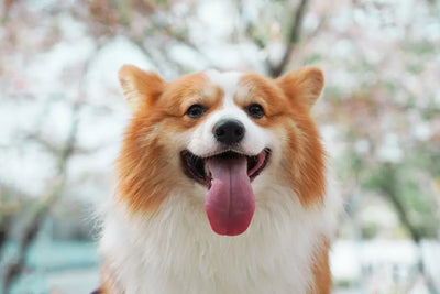 Discover-the-Best-Natural-Puppy-Treats-for-Healthy-Growth Talis Us