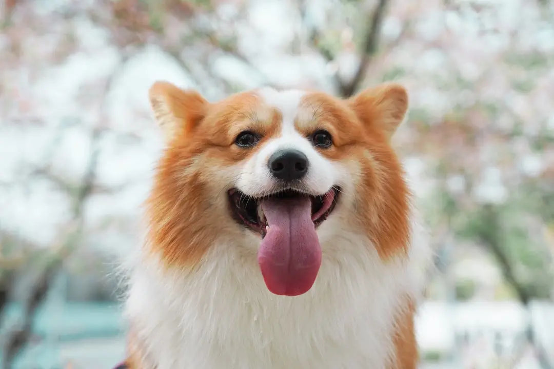 Discover-the-Best-Natural-Puppy-Treats-for-Healthy-Growth Talis Us