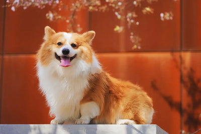 Delightful-Homemade-Crunchy-Dog-Treats-for-Happy-Pups Talis Us