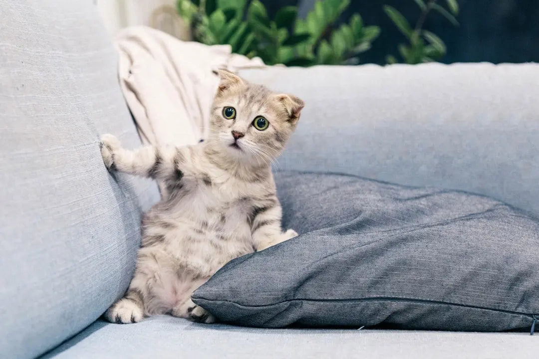 Easy-Ways-to-Calm-a-Wet-Cat-Quickly-and-Effectively Talis Us