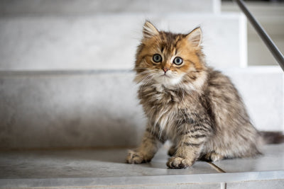 Benefits of Rabbit-Based Cat Food Options