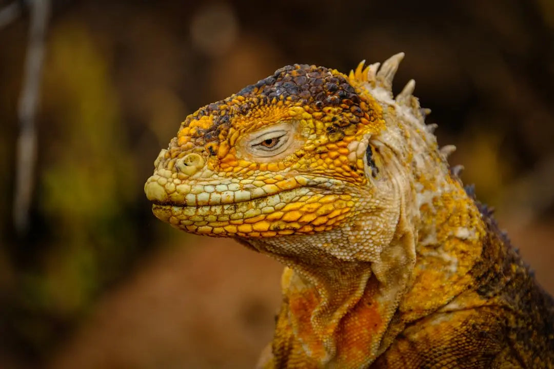 Transform-Your-Space-With-a-Lizard-Terrarium-Setup Talis Us