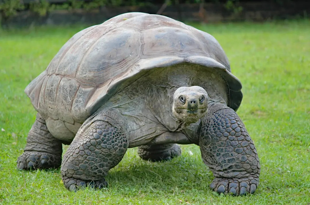UVB-and-heat-lamp-for-tortoise Talis Us
