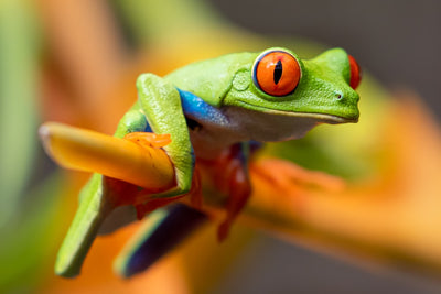 Do Frogs Require Heat Lamps for Care?