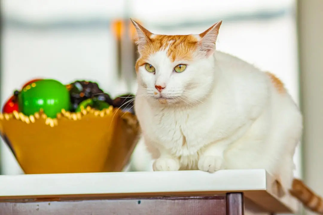 How-long-can-wet-cat-food-sit-out Talis Us