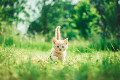 Top Cat Dental Health Treat Reviews for Optimal Care