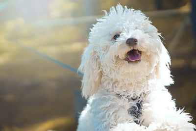 Discover-the-Benefits-of-Natural-Ingredients-in-Dog-Food Talis Us