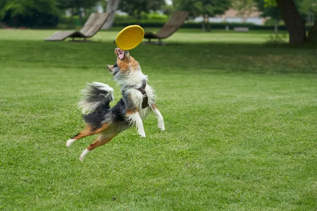 Unique-Interactive-Dog-Puzzle-Toys-for-Engaging-Playtime Talis Us