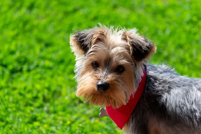 How-long-do-mini-yorkies-live Talis Us