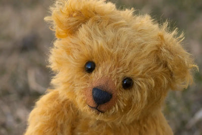 What-is-the-breed-of-a-teddy-bear-dog Talis Us