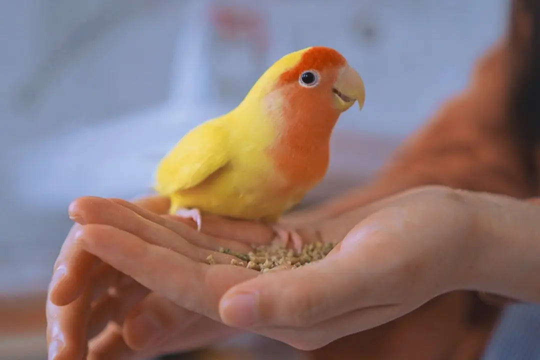 Essential-Cockatiel-Bird-Medicine-Guide Talis Us
