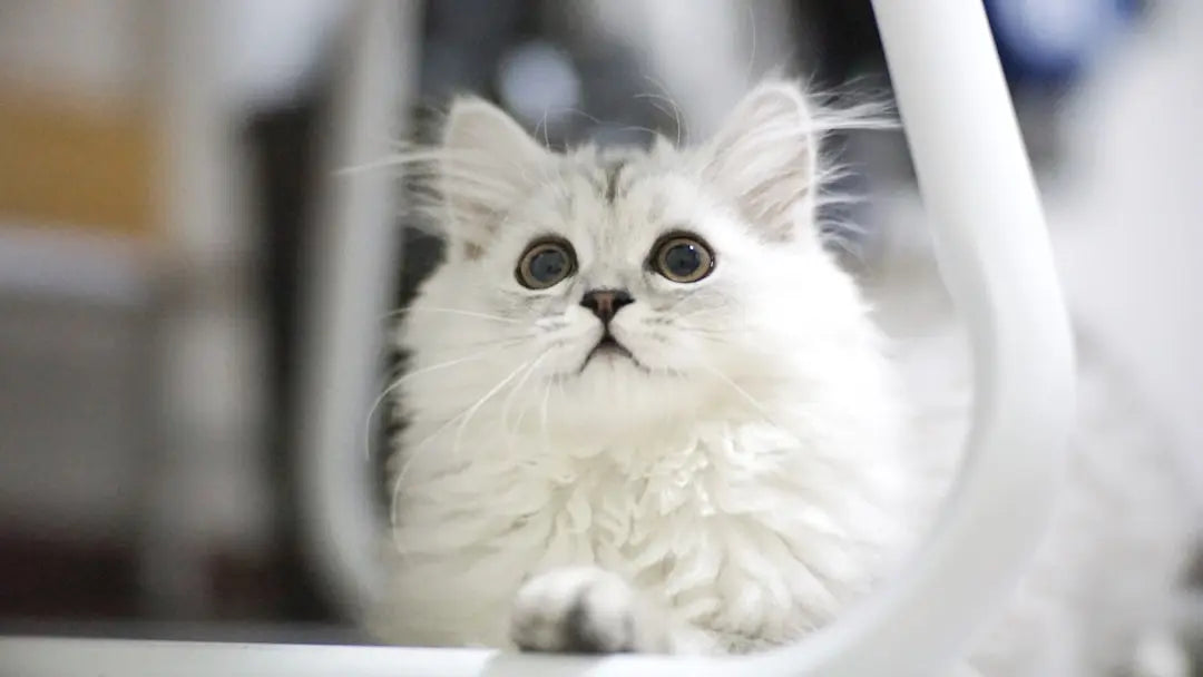 Understanding-the-Advantages-of-Freeze-Dried-Cat-Food Talis Us