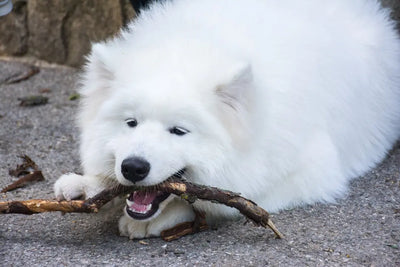 Best-Online-Dog-Grooming-Supplies-for-Furry-Companions Talis Us