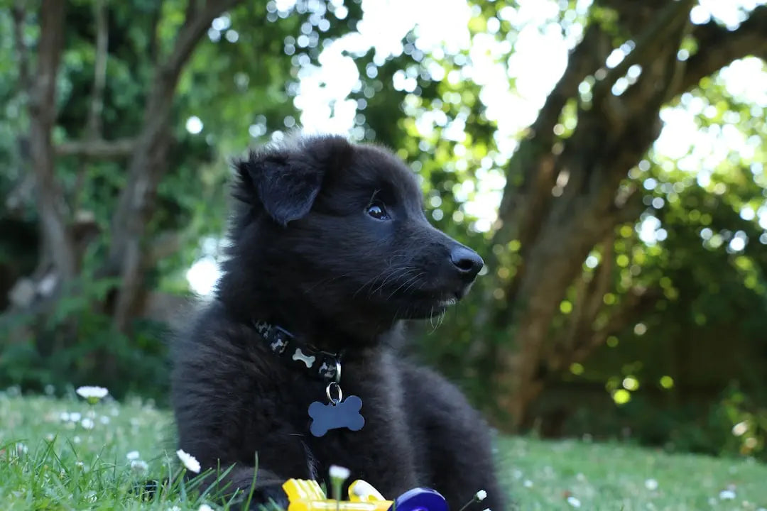 Top-10-Dog-Foods-for-Sensitive-Stomachs Talis Us