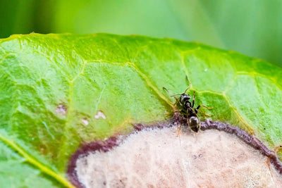 Ensure Your Ants' Well-Being with the Right Food and Feeding Supplies