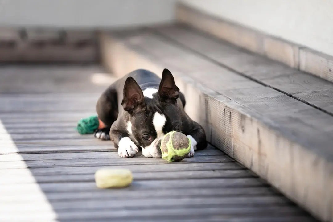 Essential-Puppy-Teething-Toys-for-Relief Talis Us