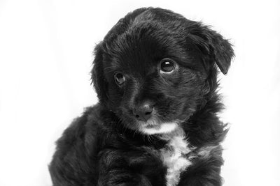 Top 7 Benefits of Switching to Lucy Dog Food