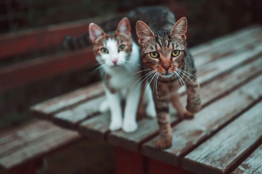 Top-Hypoallergenic-Cat-Breeds-for-Allergies Talis Us