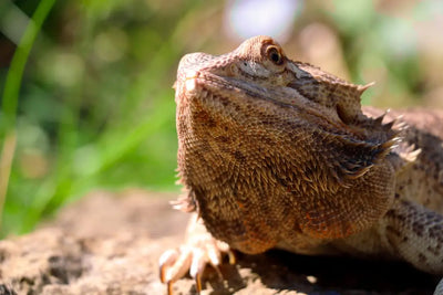 Discover-UVB-Lamp-Health-Benefits-for-Reptile-Wellness Talis Us